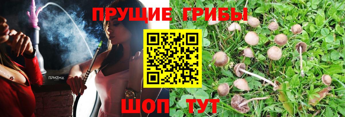 Галлюциногенные грибы Cubensis Михайловка